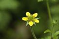 Geum urbanum